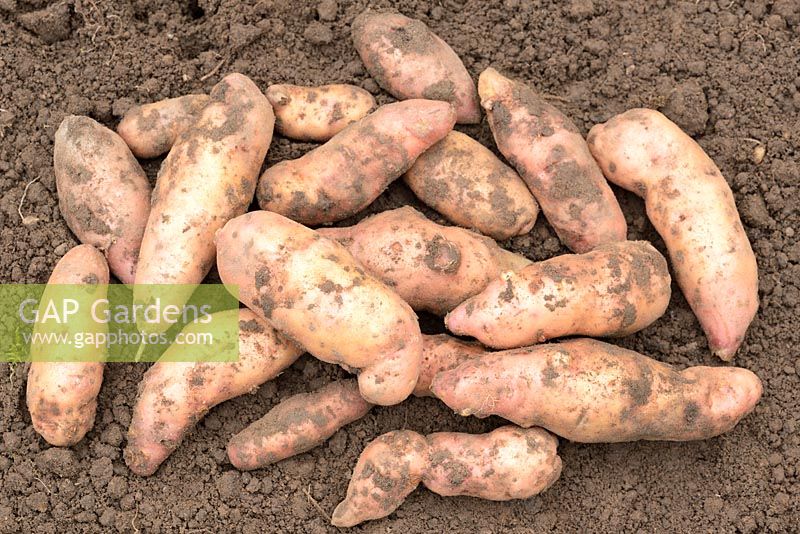 Solanum tuberosum 'Pink Fir Apple' AGM. Maincrop potato, freshly lifted tubers