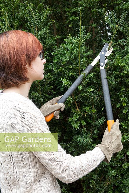 Woman using loppers to trim yew hedge