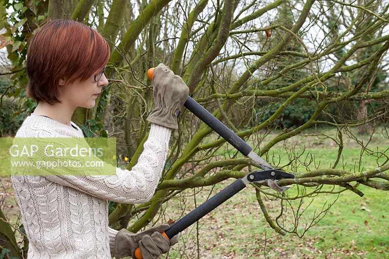 Woman using loppers to prune large shrub