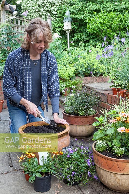 Lady planting up containers on patio with potted plants of Osteospermum and Campanula, 