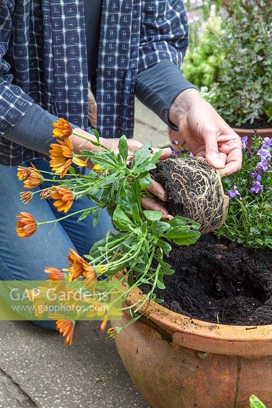 Lady planting up containers on patio with Osteospermum 'Margarita Sunset'
