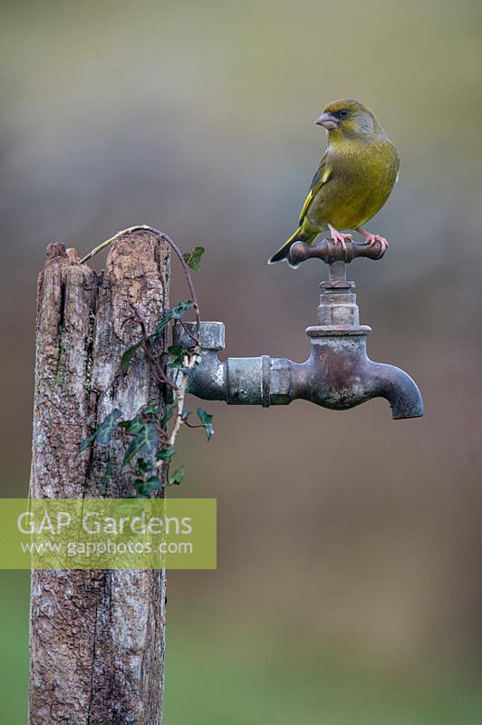 Greenfinch - Carduelis chloris on garden tap