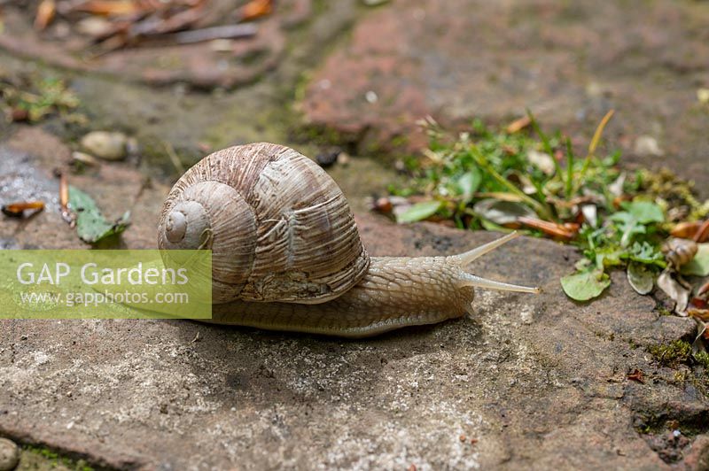 Roman snail -  Helix pomatia om garden path