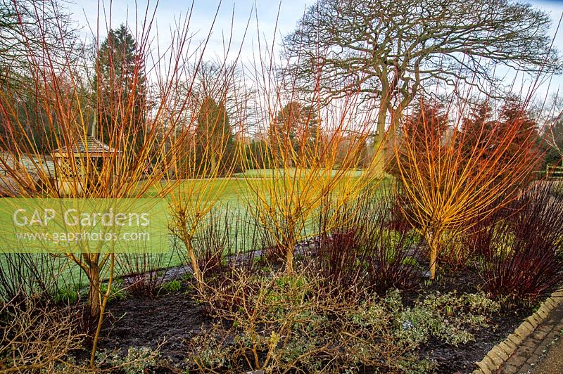 Cornus alba 'Kesselringii' with Salix alba in winter. RHS Garden Harlow Carr