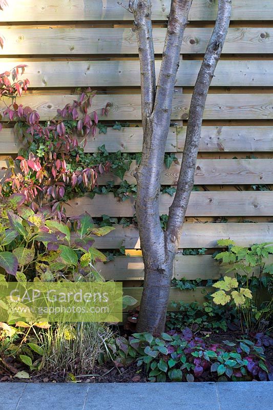 Trachelospermum jasminoides grows up the hit and miss fence next to the multi-stemmed Amelanchier lamarckii