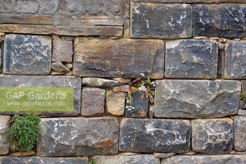 Turismo de Galicia: The Pazo's Secret Garden. Dry stone wall with succulents. Designer: Rosie McMonigall. Sponsor: Turismo de Galicia, North Spain.