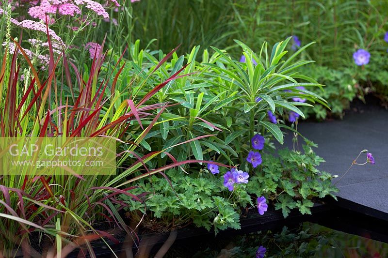 Colour Box Garden. Imperata 'Red Baron', deep pink achillea, Euphorbia mellifera and deep blue geranium. Designers: Charlie Bloom and Simon Webster. Sponsors: Stark and Greensmith, London Stone, Burnham Landscapes, Rolawn, The Build Team, GeoMet Seating. 