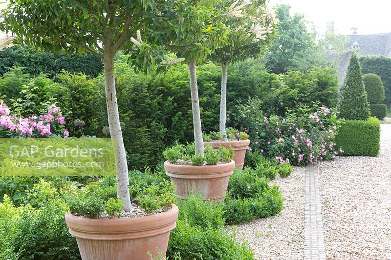 Containers with standard Prunus lusitanica, Buxus sempervirens and gravel paving