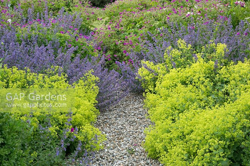 Gravel path with symmetric borders of Alchemilla and Nepeta x faassenii