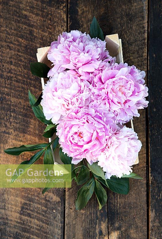 Peonies in a wooden crate on a dark wood table