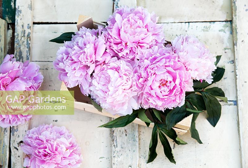 Peonies in a wooden crate on a cream painted table