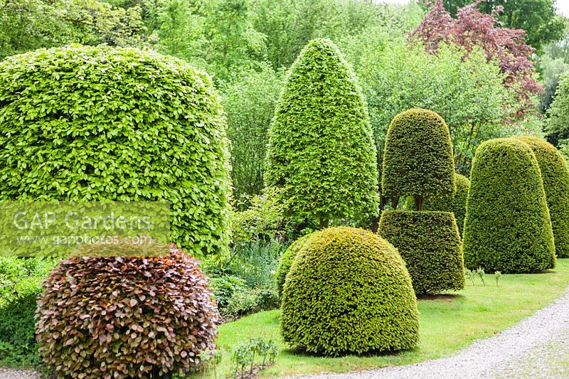 Topiarised shrubs and trees by the drive. Allt-y-bela, near Usk, Monmouthshire, Wales. Home of Garden designer Arne Maynard. Garden designed by Arne Maynard. May.