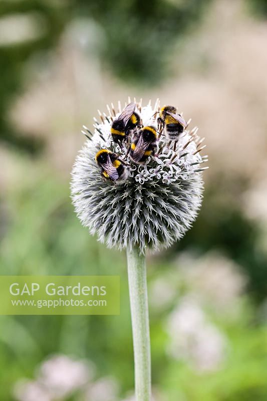 Echinops ritro with bumble bees