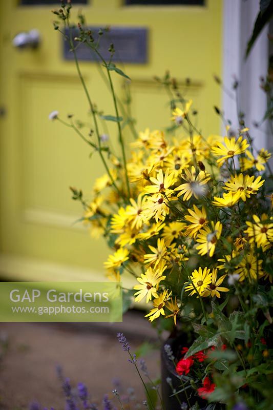 Country cottage with yellow door and yellow dasies.
