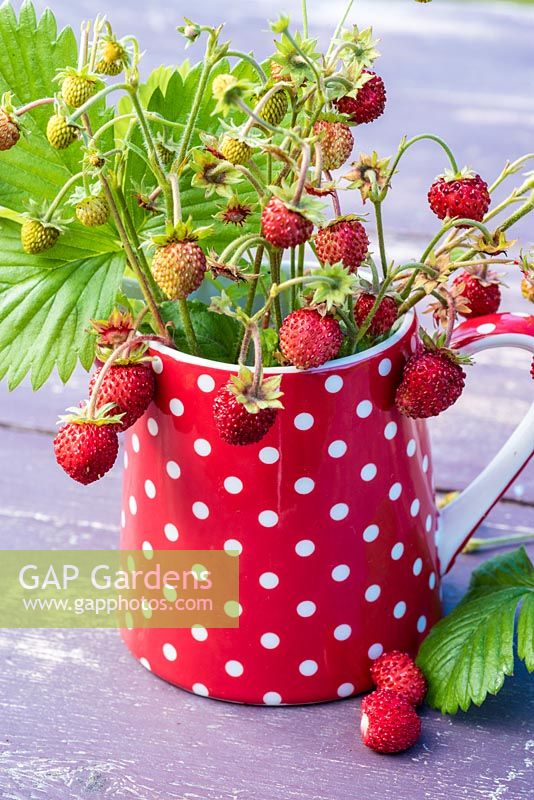 Floral arrangement with Fragaria vesca - Alpine Strawberries