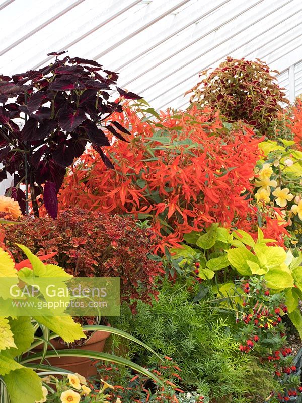 Greenhouse combination of orange begonias with lime and purple leaved coleus