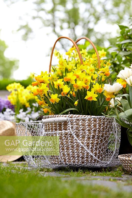 Narcissus 'Tete a Tete' in basket