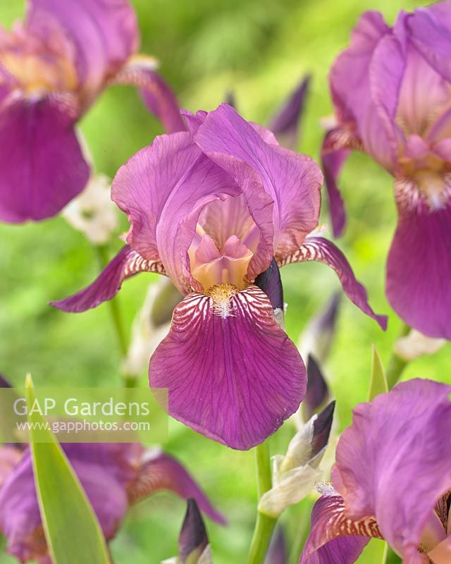 Iris germanica 'Imperator'