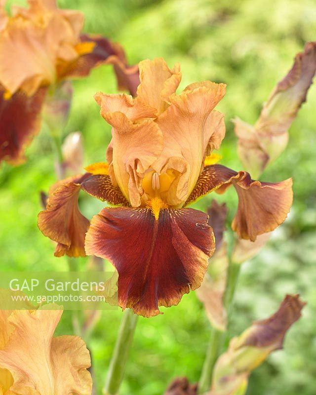 Iris germanica 'Tiger Butter'