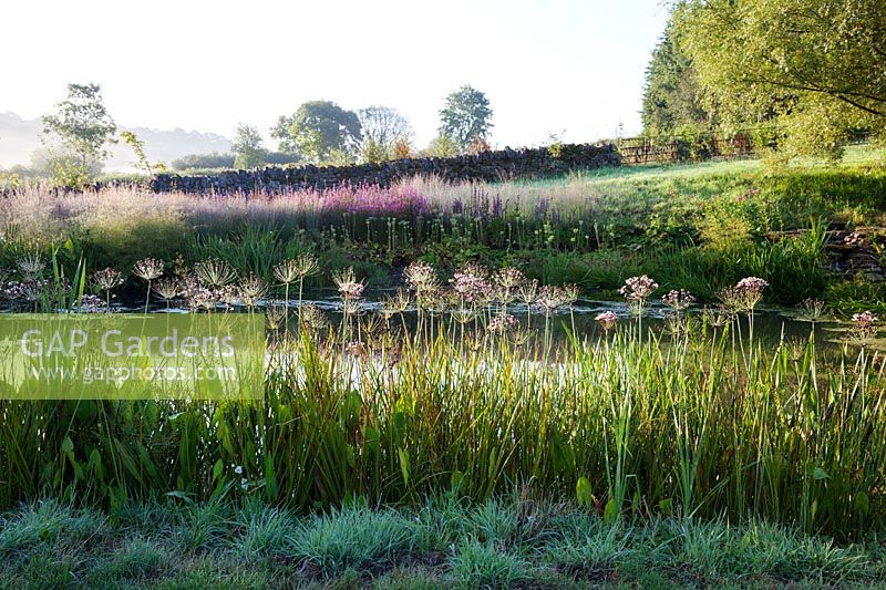Large natural pond in a country garden, with Butomus umbellatus, Lythrum virgatum 'Dropmore Purple'