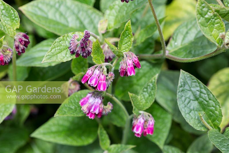 Symphytum 'Angela Whinfield' - Comfrey