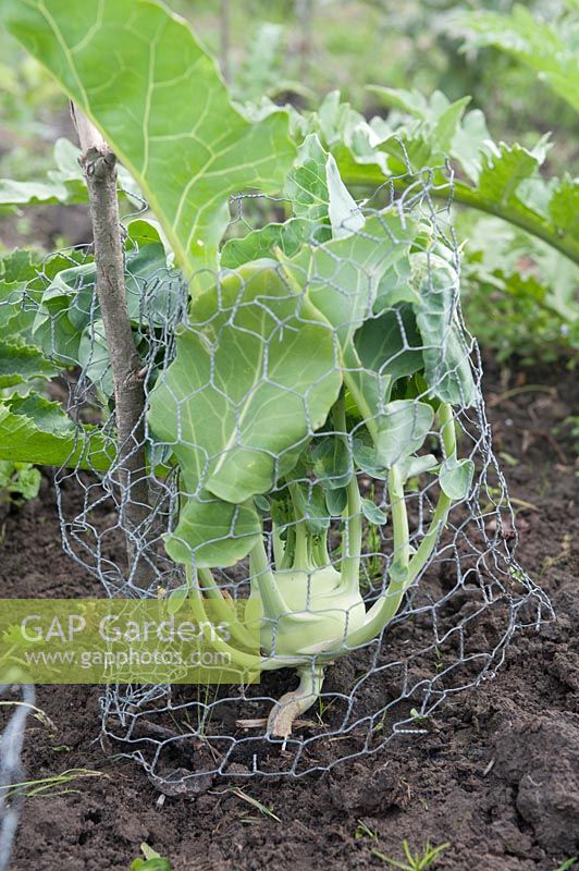 Brassica oleracea gongylodu - Kohlrabi on an allotment. An individual chicken wire 'fence' to prevent hares eating the leaves.