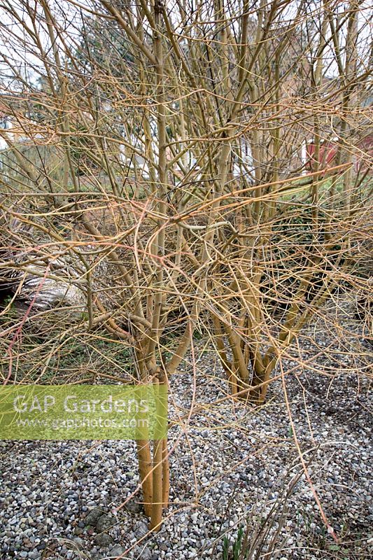 Pruning a Cornus sanguinea - condition of overgrown shrub before pruning