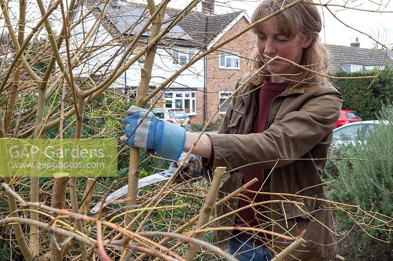 Pruning a Cornus sanguinea - lady using pruning saw to remove large branches