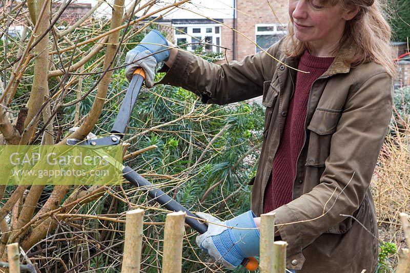 Pruning a Cornus sanguinea - lady cutting back branches with loppers