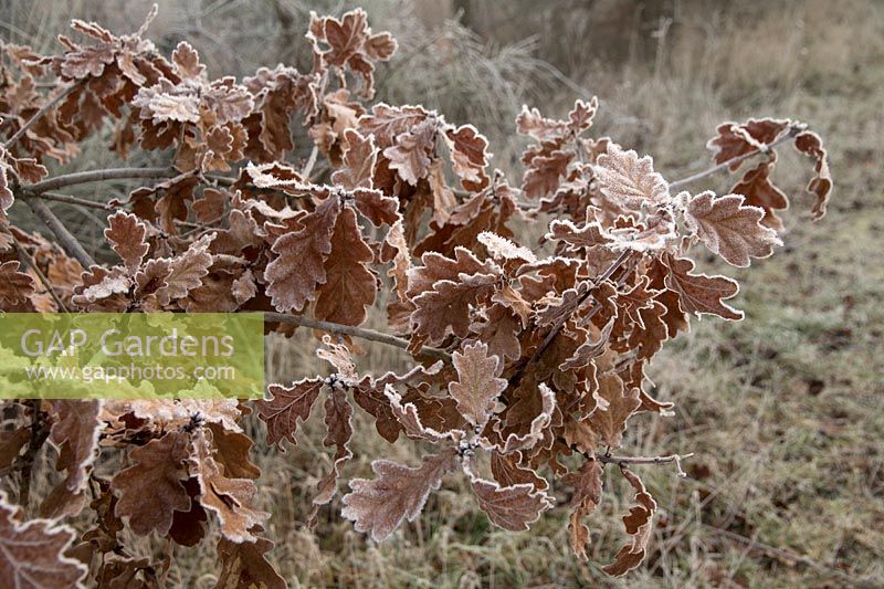 Quercus robur, English Oak