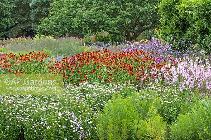 Aster, Helenium, Verbena bonariensis, Sidalcea candida 'My love' -  Millennium Garden - Pensthorpe Gardens, Norfolk - Late July 2017