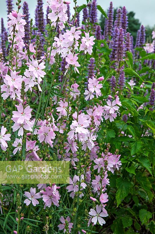 Sidalcea candida 'My Love' with Agastache foeniculum - Millennium Garden - Pensthorpe Gardens, Norfolk - Late July 2017