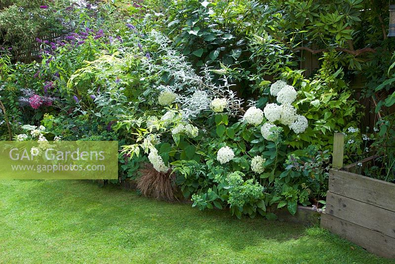 Hydrangea arborescens 'Annabelle' in shady border with shrubs