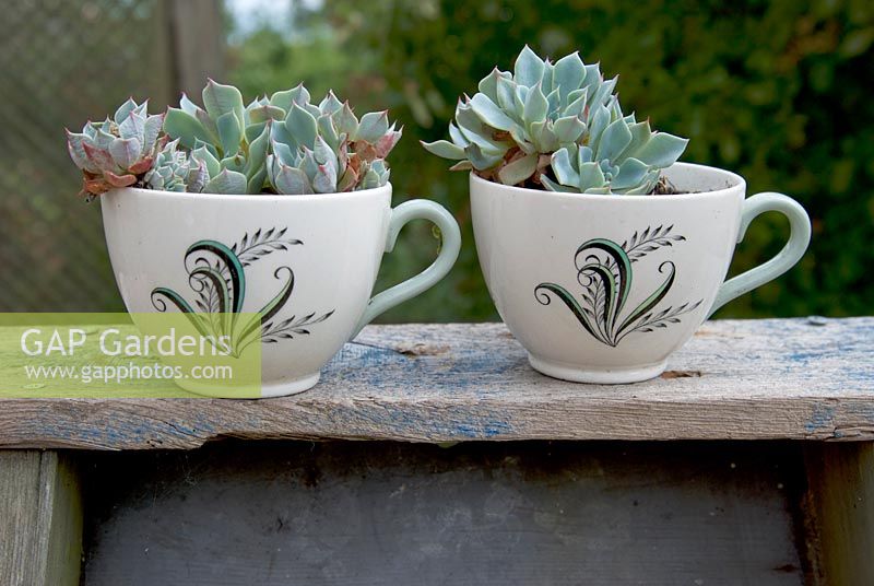 Echeveria plants in two china cups