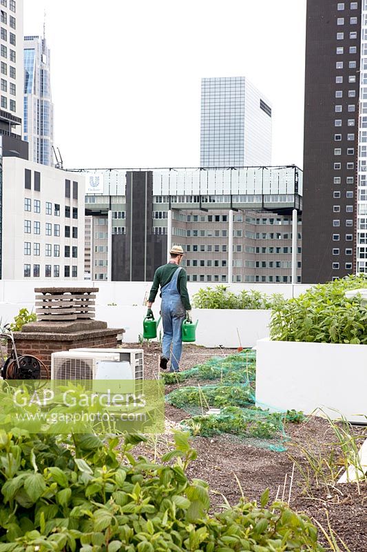 Gardener with straw hat and overall on the rooftop kitchen garden in the centre of Rotterdam, Holland.