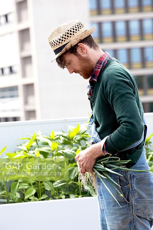 Freshly harvest onions at the rooftop kitchen garden in the centre of Rotterdam, Holland. Gardener with straw hat and overall.