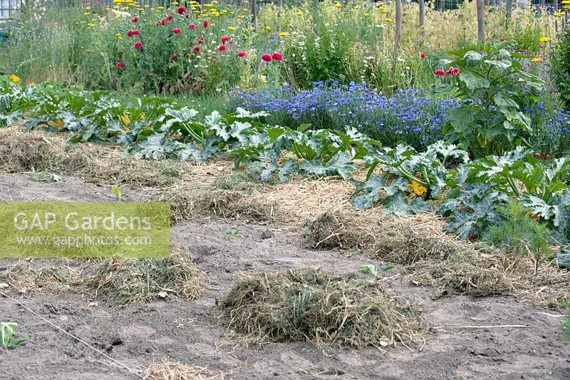 Dried grass ready to spread. Overview garden with beans, courgettes flowers and wild flowers.