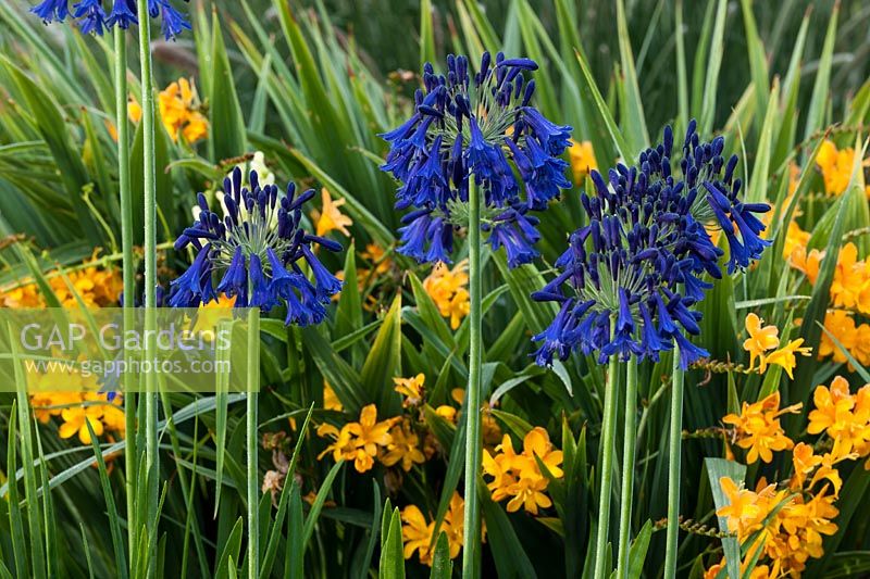 Agapanthus 'Quink Drops' with Crocosmia