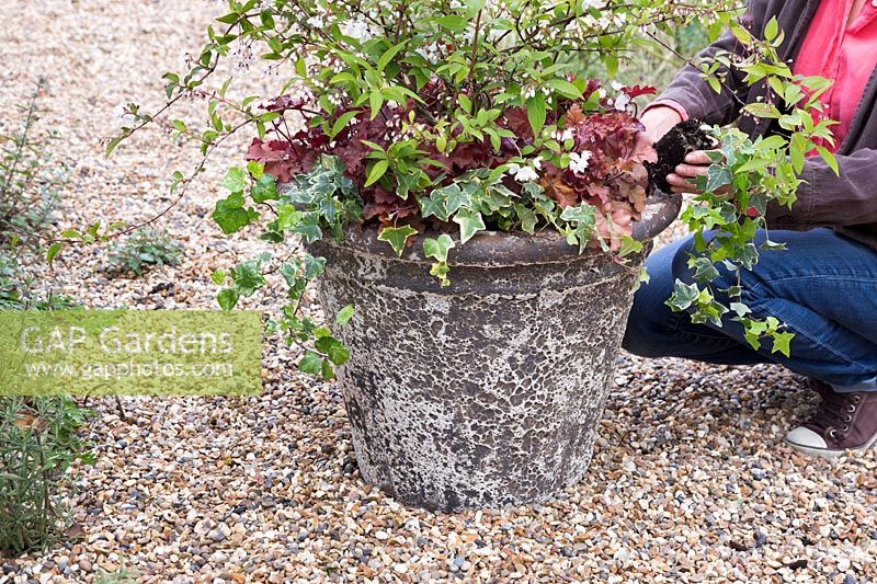Woman planting Ivy into stone container