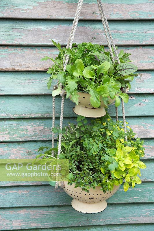 Hanging colander filled with mixed salad and herbs

