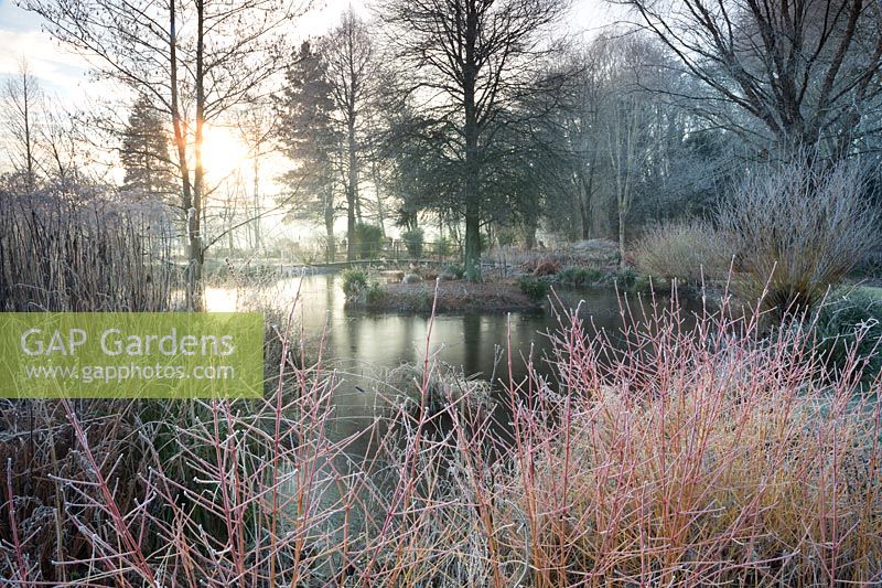 Foggy Bottom Garden, The Bressingham Gardens, January.