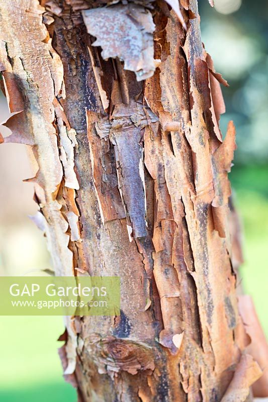 Acer griseum, Paperbark maple. 