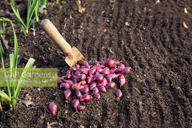 Vegetable bed ready to plant Onion 'Kanyan'