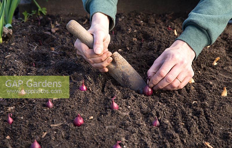 Planting Onion 'Kanyan' bulbs in soil, ensuring bulbs are spread out