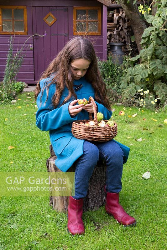Young girl taking conkers out of shell