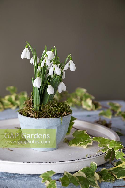 Decorative Galanthus in vintage pot with ivy and moss