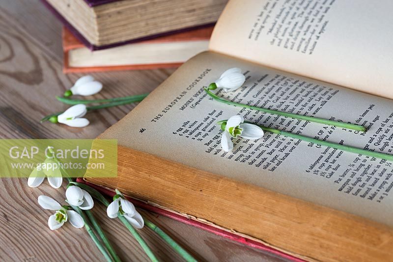 Galanthus inside vintage book ready to flower press