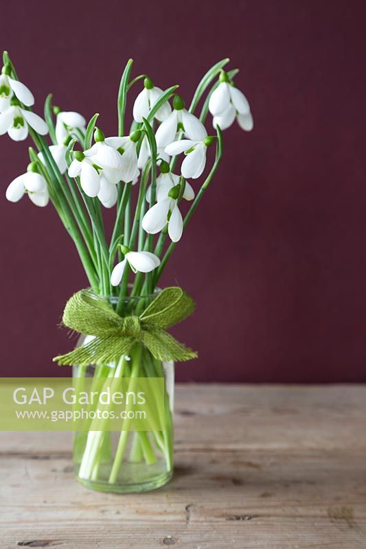 Decorative Galanthus in glass jar with hessian bow