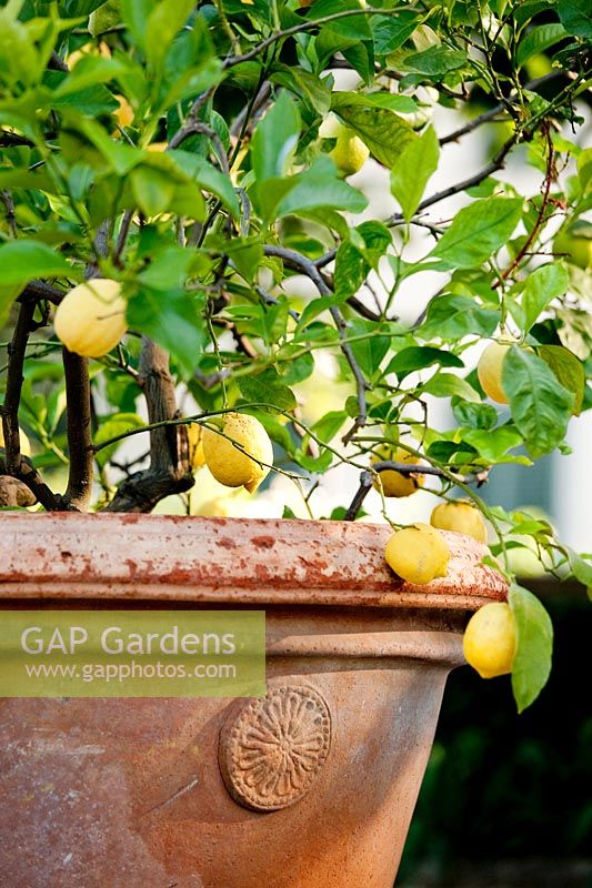 Lemon tree in container. La Limonaia Garden. Designed by Arabella Lennox Boyd. Fiesole. Florence. Italy