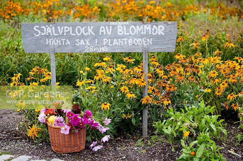 Border of flowers and basket of picked dahlias with sign. Rosendals Tratgard. Stockholm. Sweden